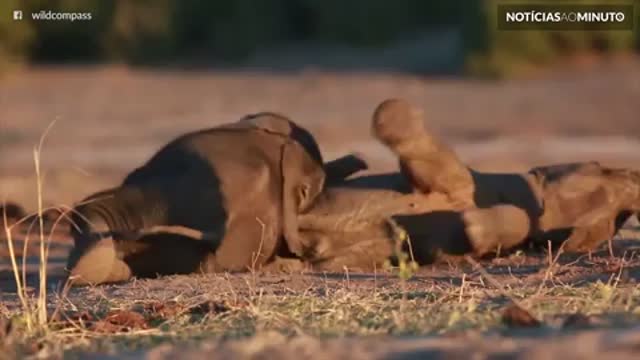 Filhotes de elefante se divertem praticando ‘Jiu-jitsu’