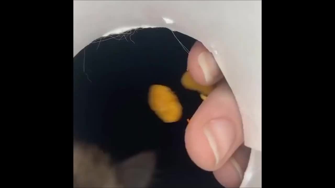 ULTIMo SERIE S 01 - 'Syrsa'