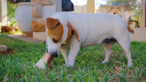 A Pet Dog Munching alBone