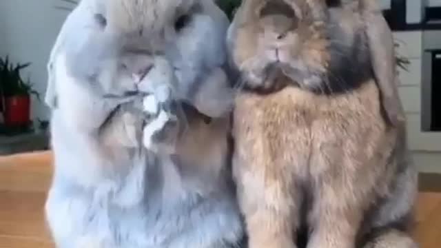 Hey I am Rabbit meet my Crazy Friend #funny Videos