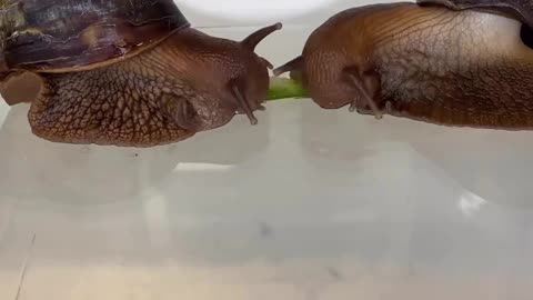 African giant snails eating a cucumber🤯