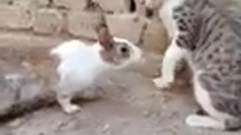 Rabbit vs cat funny Reactions #shorts #pnaallam