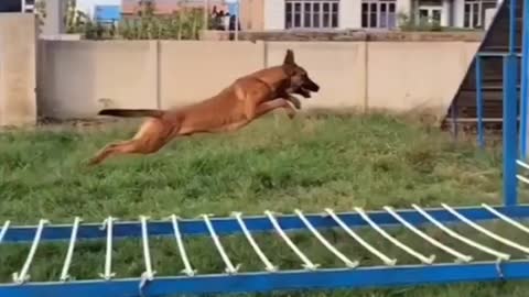 Trained dog jump😎😎😎😎