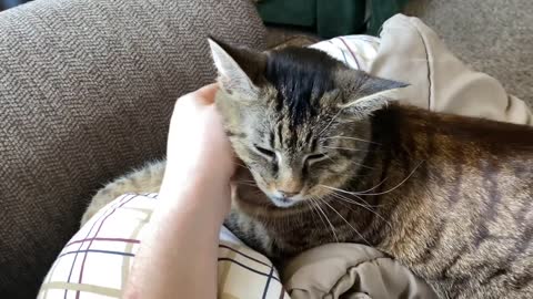 Cute Tabby Cat Purring