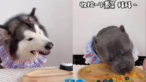 Fastest eating dog ever recorded !!! Pitbull vs. Husky