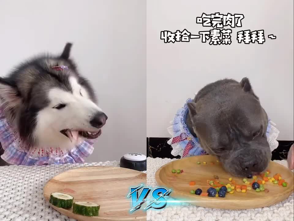 Fastest eating dog ever recorded !!! Pitbull vs. Husky