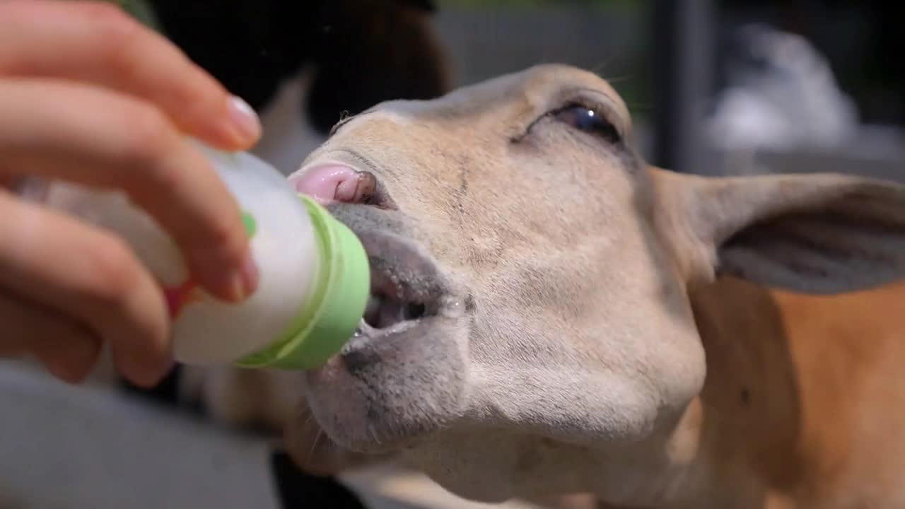 Lovely Innocent Sheep Sucking Milk from Bottle. Close Up