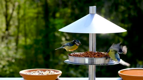 Birds Blue Tit Plumage Songbird Feeding