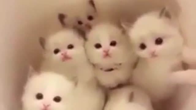 A litter of cuties was born
