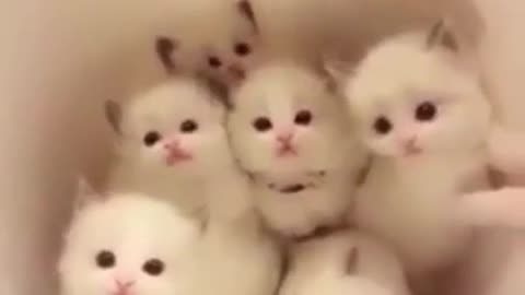 A litter of cuties was born