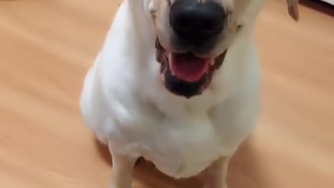 15 second doggy video