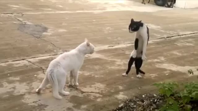 Ninja cat 2