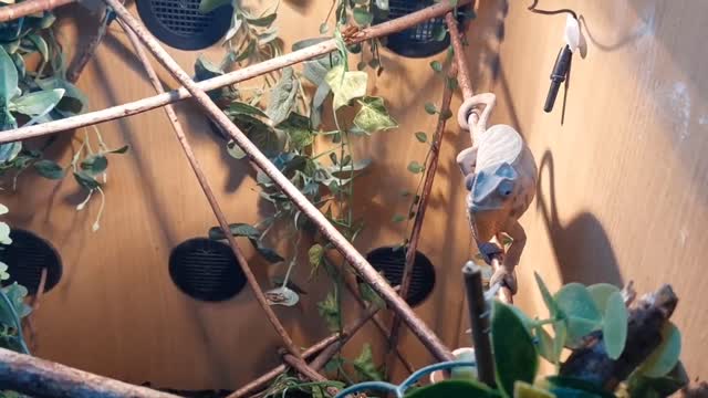 CHAMELEON DESTROYING LOCUS 🦗🦎