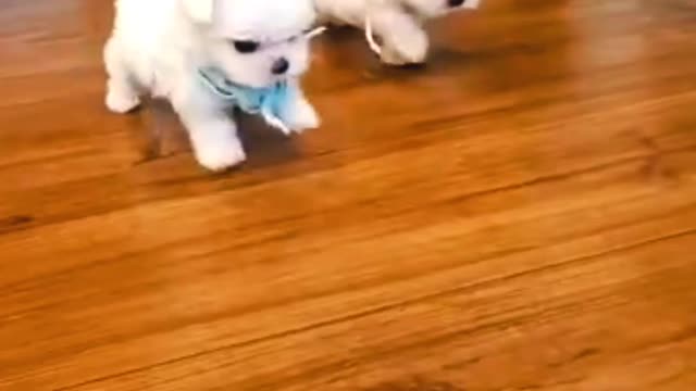 Cute puppy having fun