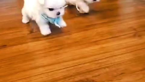 Cute puppy having fun