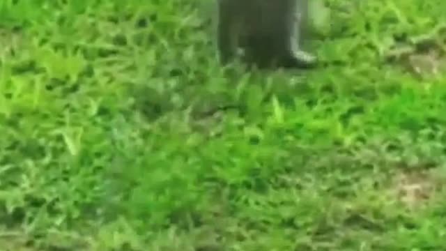 Animal and human daily life!!!!!!!!!!