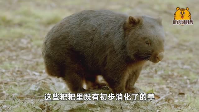 Wombat: With the biggest ass in the world and the most wronged baby(3)