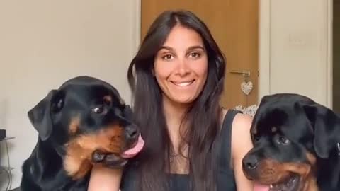 Watch what happens when you put your face between two Rottweilers