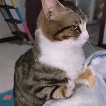 Funny Animal | What's the funniest thing your cat has ever done?