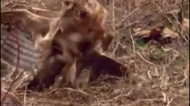 Vídeos incríveis, Amazing video of predator attacking