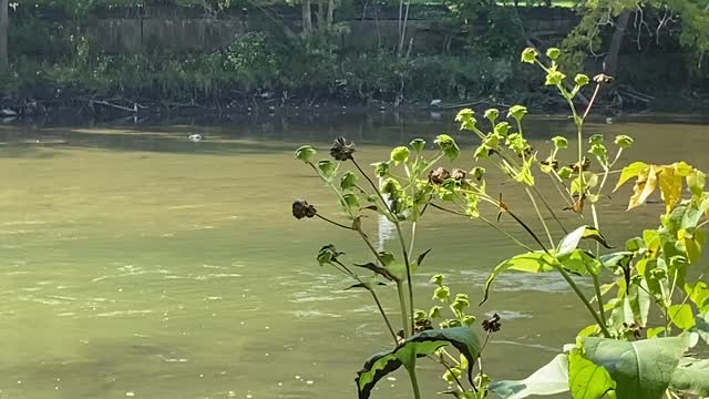 Great White Egret chilling Humber River