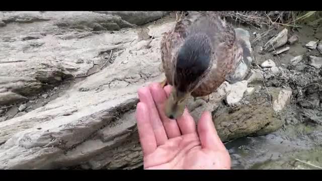 Ducks eat river prawns