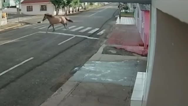 horse without bridle hits the wall