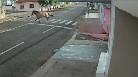 horse without bridle hits the wall