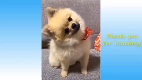 cute pet and funny animals