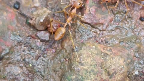 Weaver ants vs carebara ants