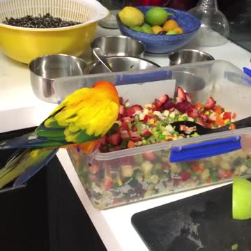 Sun parakeet absolutely loves eating strawberries