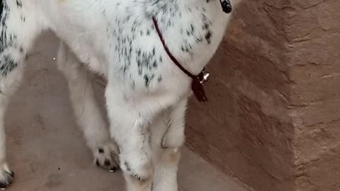 Baby goat #funny