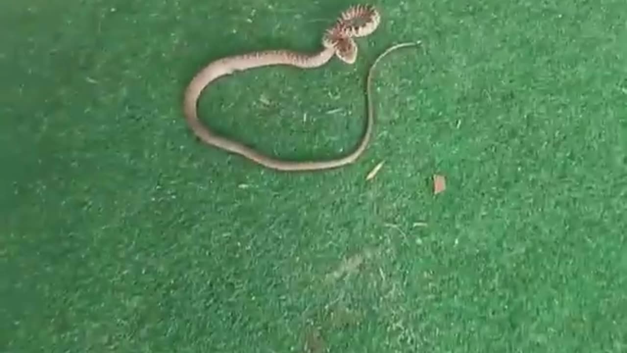 Can anybody tell me what type of snake this is???