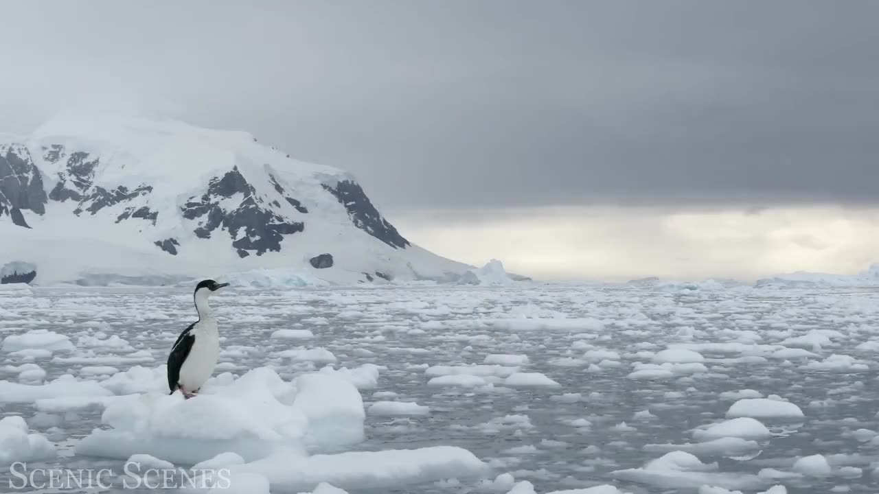 Arctic Animal - Amazing Scenes of Arctic Wildlife | Relaxation Film