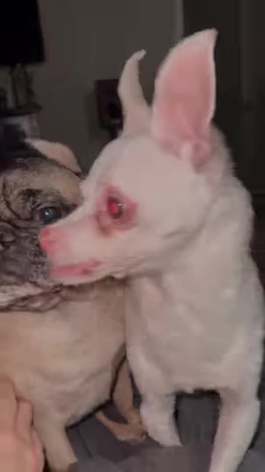 Something Wrong With Your Dog