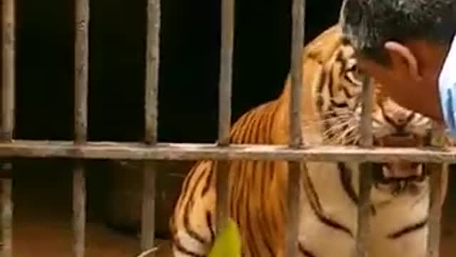 Remove The Bars | FREE THE ANIMALS | Tiger roar very near | Zoo life |