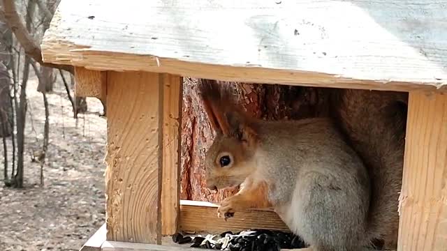 A cute squirrel clicks seeds 😍.