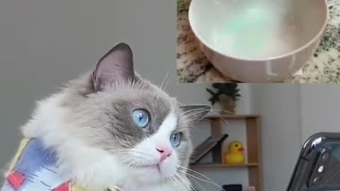 Cute funny Cate video comiplation.try to not laugh