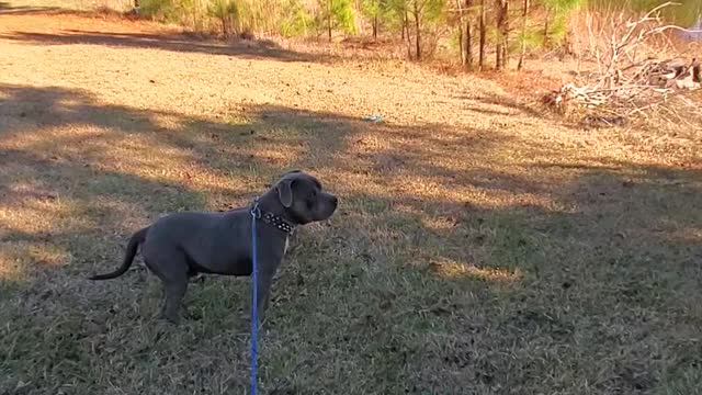 How to be successful at submitting any big Dog.