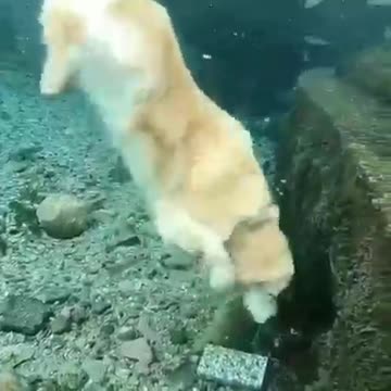 🐕 Coolest Dog Ever? 💙