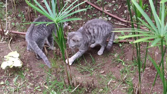 Discover The Winner Among Acrobatic Cute Kittens Performing Like Hockey Professional Players (2021)