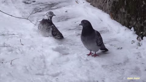 A tabby cat steals food from a black cat