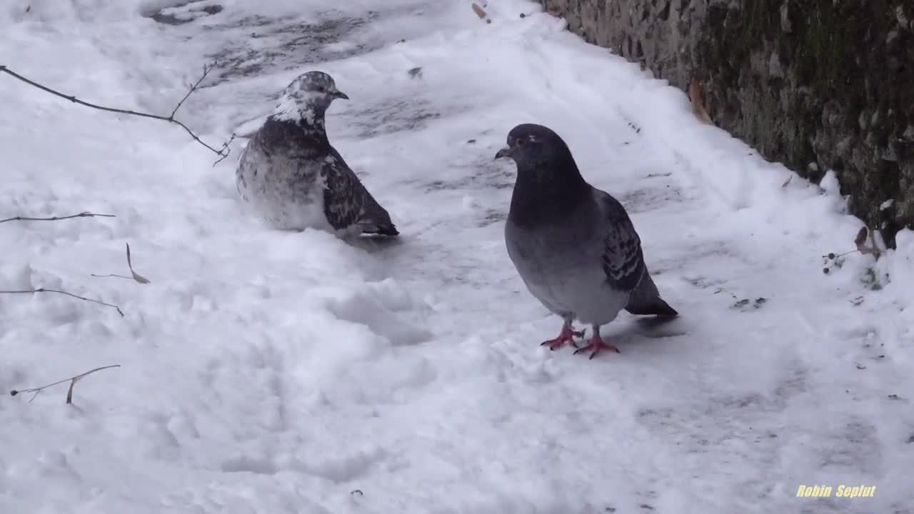 A tabby cat steals food from a black cat