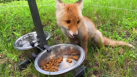 Fox decided to eat before playing with a friend.