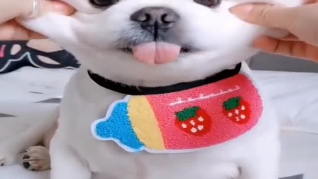 Cute Puppy | Funny