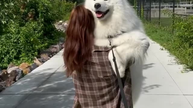 Massive Newfoundland Thinks He's A Tiny Lap Dog