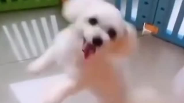 CUTE AND FUNNY BABY DOG COMPILATION VIDEOS