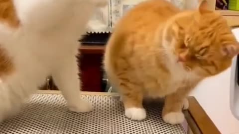 Xiao Huang was beaten up by his girlfriend Xiaohua-Funny cats