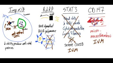 Ivermectin May Prevent Binding Of The SARS-CoV-2 Virus To Human Cells: Treatment/Prevention COVID-19