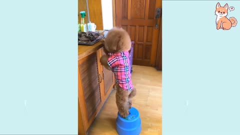 Smart dog getting food for his buddy in the cage!